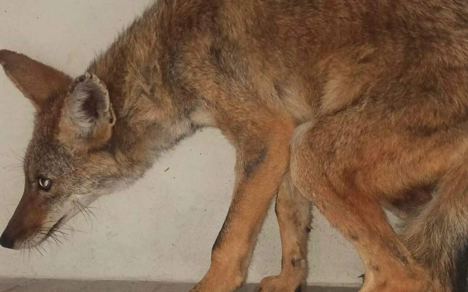 Capturan a pequeño coyote en fraccionamiento de Gómez Palacio